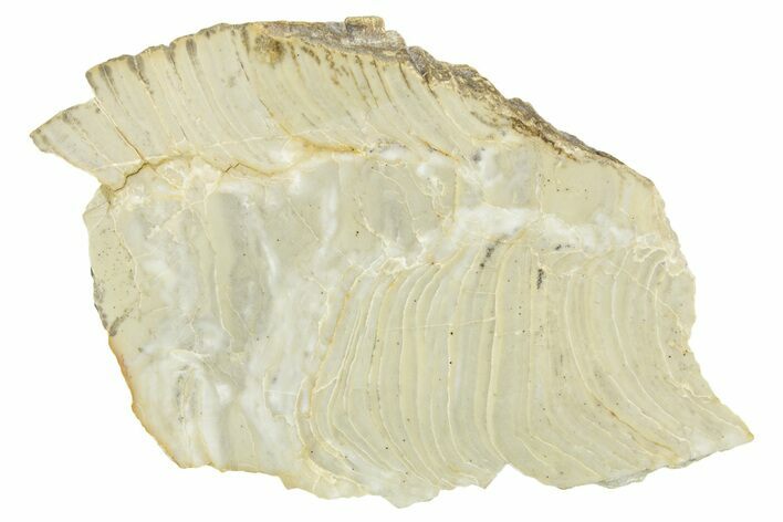 Polished Precambrian Stromatolite (Kussiella) Slab - Russia #363023